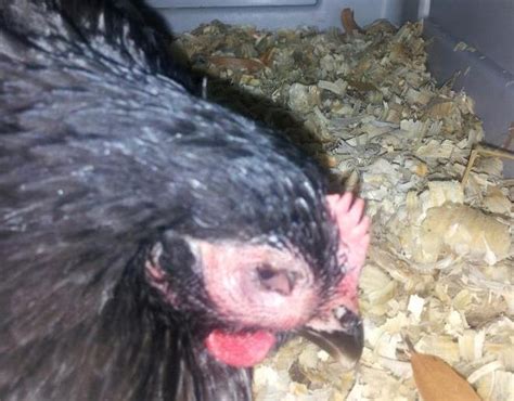 Eye Wormcoryza In 3 Mo Lorp Pullet Help Backyard Chickens Learn How To Raise Chickens