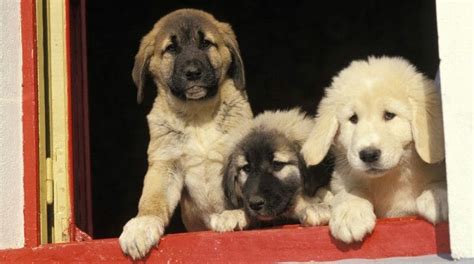 Anatolian Shepherd Growth Chart Size And Weight Chart