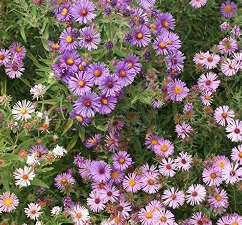 200 Aster New England Mix Flower Seeds Patio Lawn And Garden
