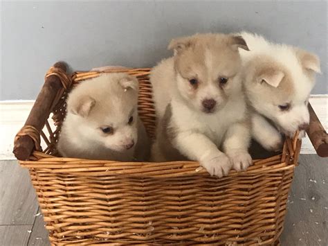 Why buy a leonberger puppy for sale if you can adopt and save a life? Pomsky Puppies For Sale | New York, NY #294687 | Petzlover