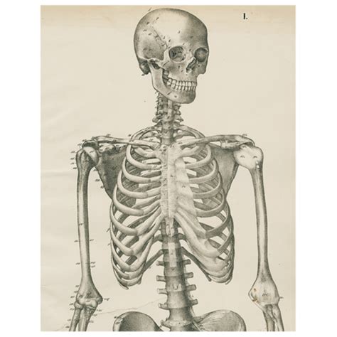 JOHN DERIAN- Skeleton, Front View (p 217) (com imagens)