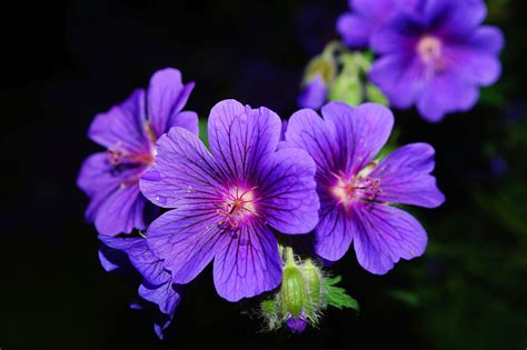 Purple 5 Petaled Flower Close Up Photography · Free Stock Photo