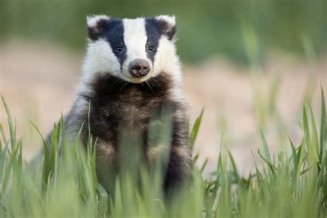 What Do Badgers Eat Diet And Facts