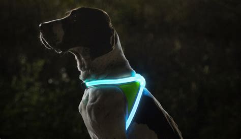 Light Hound Glow Harness For Dogs Gearnova