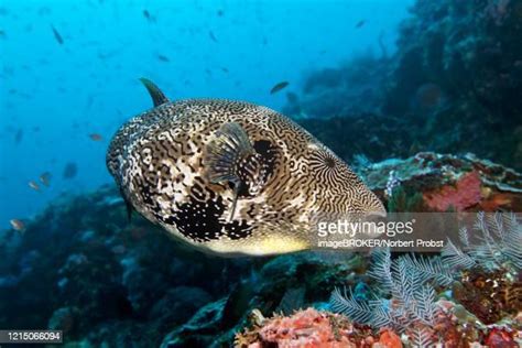 Mappa Pufferfish Photos And Premium High Res Pictures Getty Images