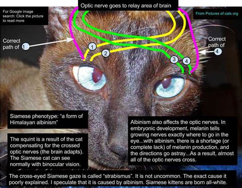 Why Siamese Cats Are Cross Eyed