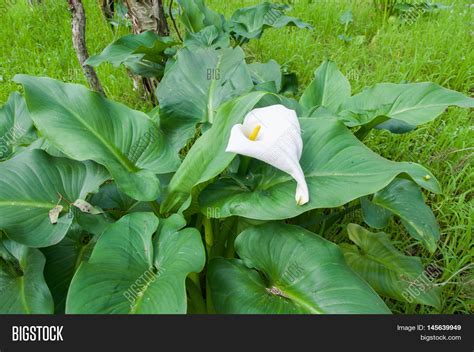Heart Shaped Calla Lily Wildflower Image And Photo Bigstock
