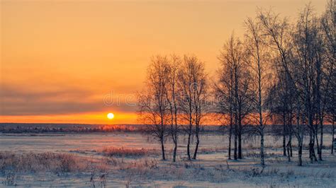 Birch At Sunset In Winter Stock Photo Image Of Beautiful 61196074