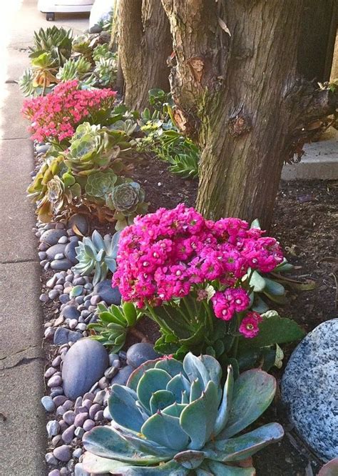 13 Desert Plants To Use When Landscaping Hunker Desert Landscaping