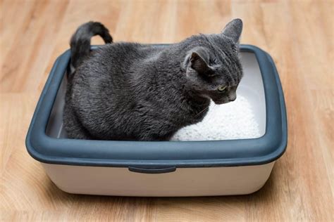 When choosing the best food for urinary problems there are a few things to look for on the product's packaging and nutrition labels. What Is The Best Cat Food For Urinary Crystals In 2020?