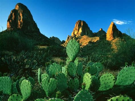Desert Cacti Monoliths Mountain Landscap Nature Hd Wallpaper Peakpx