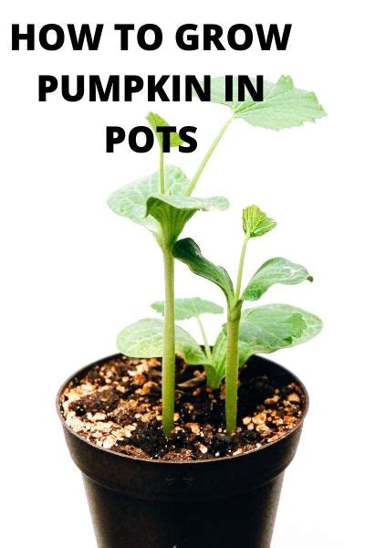 How To Grow Pumpkins In Pots