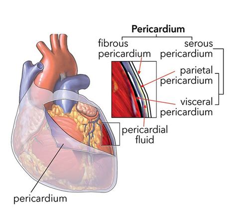 The Pericardium Is A Double Walled Sac That Encloses The Heart Between