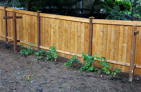 Raspberry plants plants diy garden trellis fruit plants vegetable garden veggie garden blueberry gardening berry how to build a raspberry trellis | ehow.com. How to Build a Raspberry Trellis | eHow