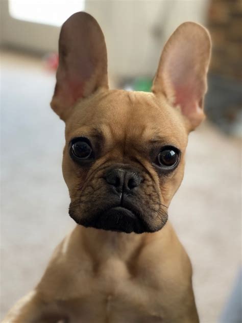 The french bulldog is a powerful dog for its size, compact in all its proportions. French Bulldog Puppies For Sale | Virginia Beach, VA #328767