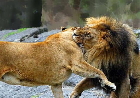 Lions Fighting ~ Rochelle Stovalls Blogs Daily News Breaking News