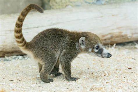 Mehr als 500, zum teil bedrohte tierarten, haben hier ein zuhause und einen überlebensraum für ihre art gefunden. Nasenbär-Zwillinge erweitern den Schönbrunner Baby-Zoo ...