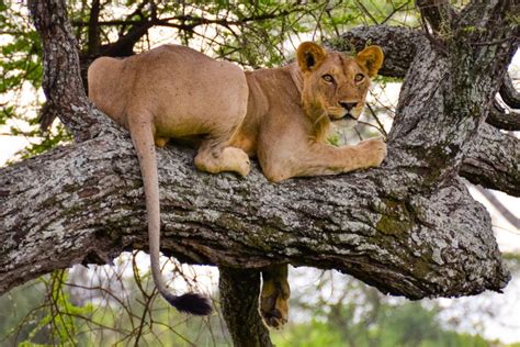 Tarangire National Park Home To Tanzanias Tree Climbing Lions See