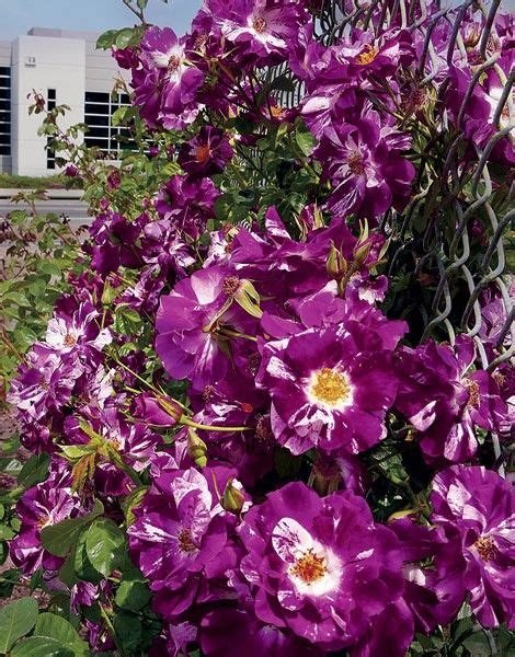 14 Best Images About Purple Climbing Roses On Pinterest Gardens Deep