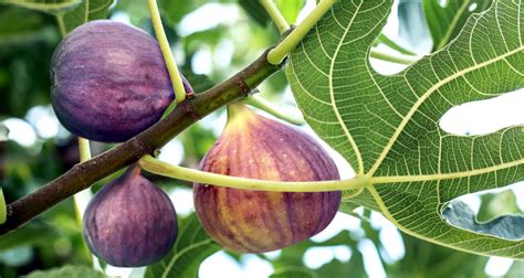 Fresh Figs Health Benefits And Recipe Farmers Almanac