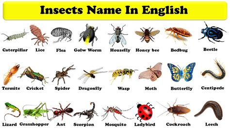 Insects Names In English With Pictures With Pdf Name Of Insects In