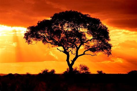 What To Expect On A Sundowner Drive African Safari Consultants