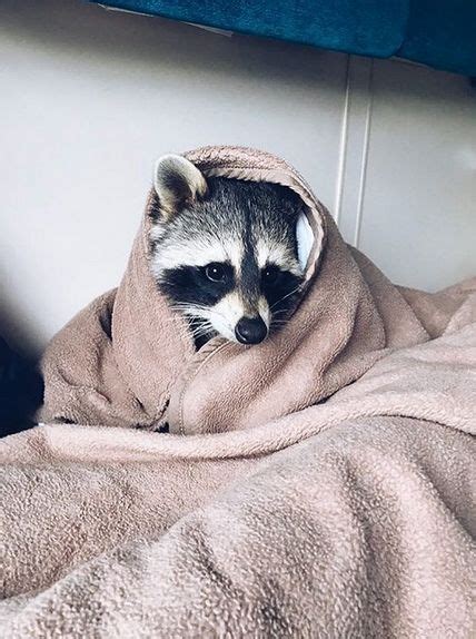 A Raccoon Peeks Out From Under A Blanket