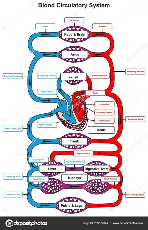 Blood Circulatory System Human Body Infographic Diagram Heart Pumping