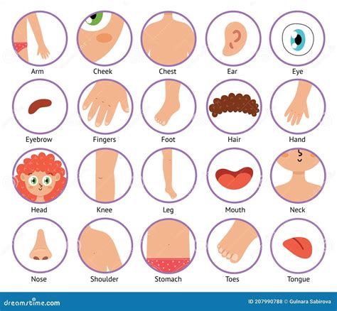 Body Parts Icons In Cartoon Style Collection Of The Human Body