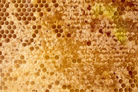 Honeycomb By Stocksy Contributor Mental Art Design Stocksy
