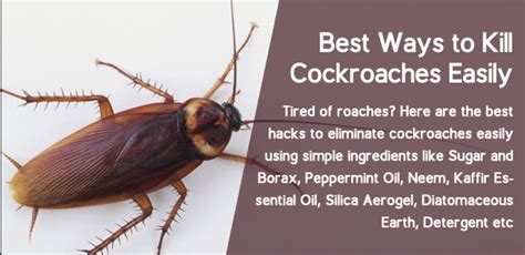 Los 9 Mejores Aceites Esenciales Que Repelen Las Cucarachas