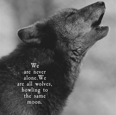 Wolves Atticuspoetry Atticus Wolves Love Thequotethief Wolf