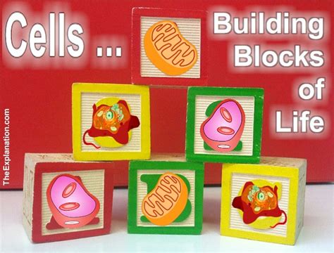 Blood Cells And All Cells The Blocks To Build And Maintain Your Body
