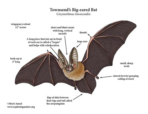 Diagram Wiring A Bat Diagram Mydiagramonline