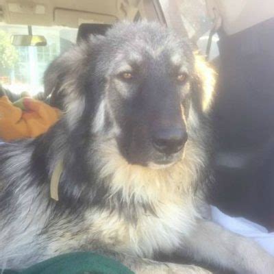 Dumb friends league is an animal shelter in colorado that rescues animals & offers pet adoption, veterinary services & more. Donate To Paw Project Animal Rescue - Paw Project NC