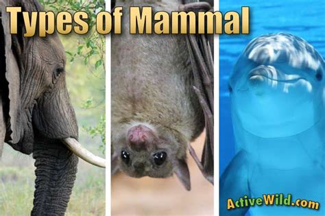 Types Of Mammals Pictures And Facts Learn About The Main Mammal Groups