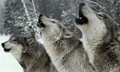 A Whole Pack Of Wolves Howling Together At A Wolf Sanctuary