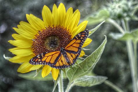 Sunflower And Butterfly Photograph By Howard Markel Fine Art America