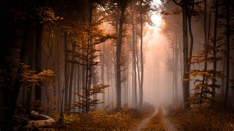 Foggy Fall Forest Pathway Wallpaper Backiee
