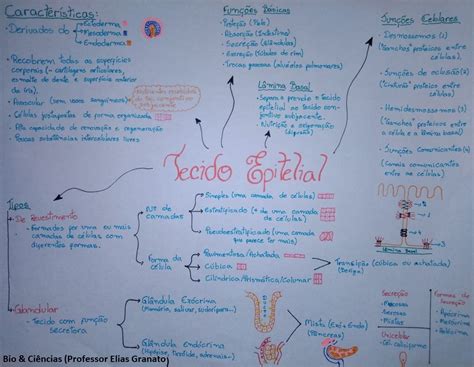 Tecido Epitelial Mapa Mental Pdf Ologia Images