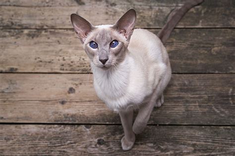 Oriental Cat Breed Information And Advice Your Cat