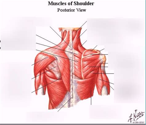 Human Shoulder Muscle Anatomy Diagram