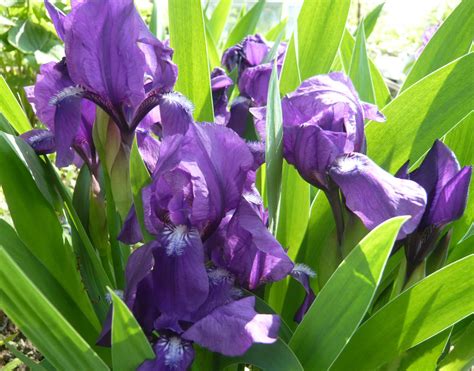 Fonds Decran Iris Fleurs Télécharger Photo