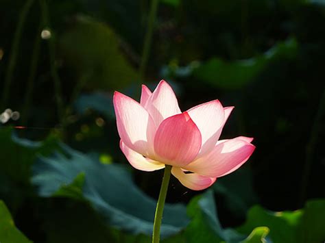 Home is where the heart is. Appreciate Lotus Flowers, Hangzhou West Lake Sightseeing ...