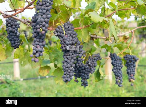 Purple Grapes Growing On Vine Stock Photo Alamy