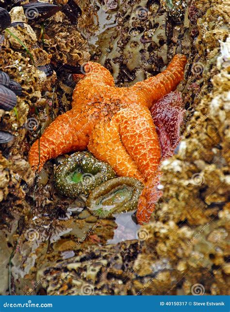 Orange Starfish Exposed By Low Tides Stock Image Image Of Rock