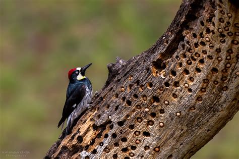 Acorn Woodpeckers And Oaks Go Together Pacific Birds Habitat Joint