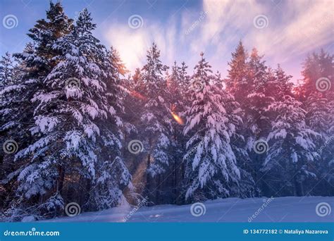 Pine Trees Covered By Snow At Sunset Stock Photo Image Of Beautiful