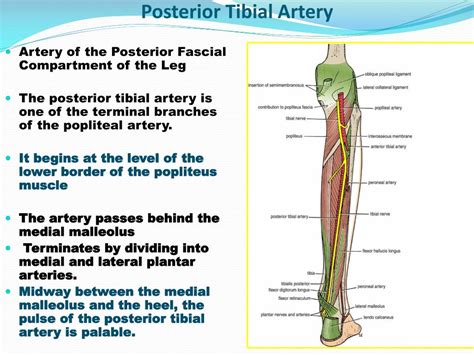 Popliteal Artery Anatomy Branches Location And Course