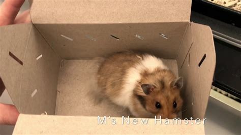 Long haired male syrian hamster for sale with cage. Long Haired Syrian Hamster from Petco - YouTube